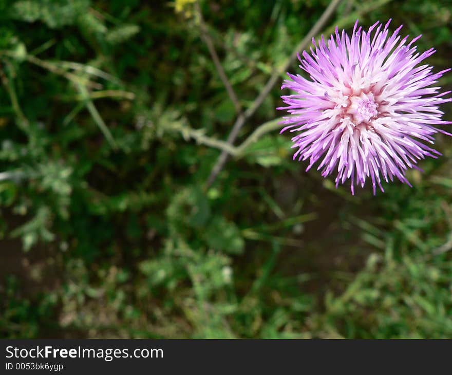 Spring nature