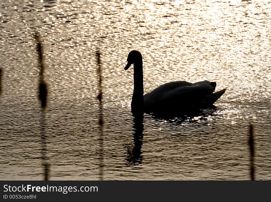 Sunset with a swan