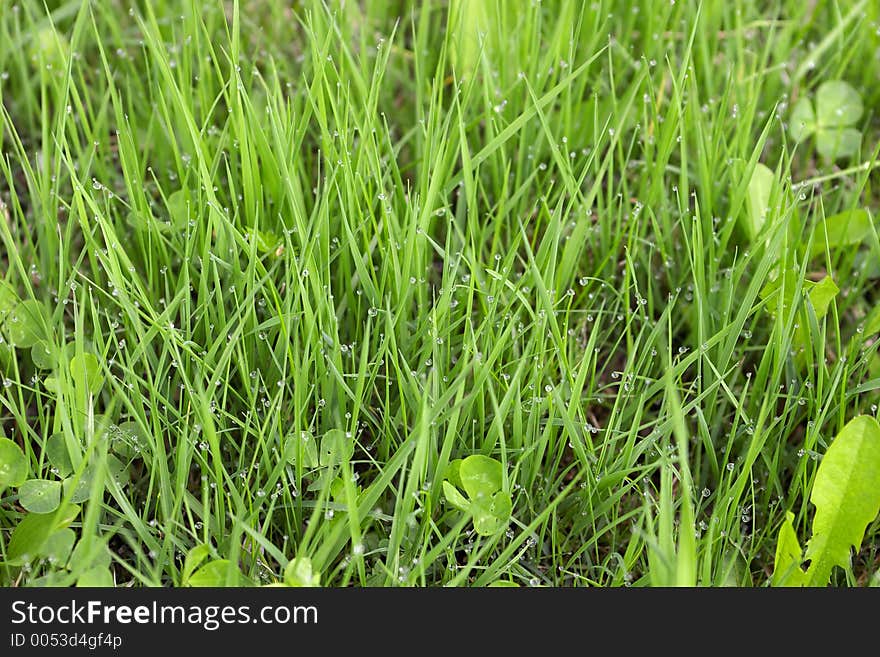 Grass background. Grass background