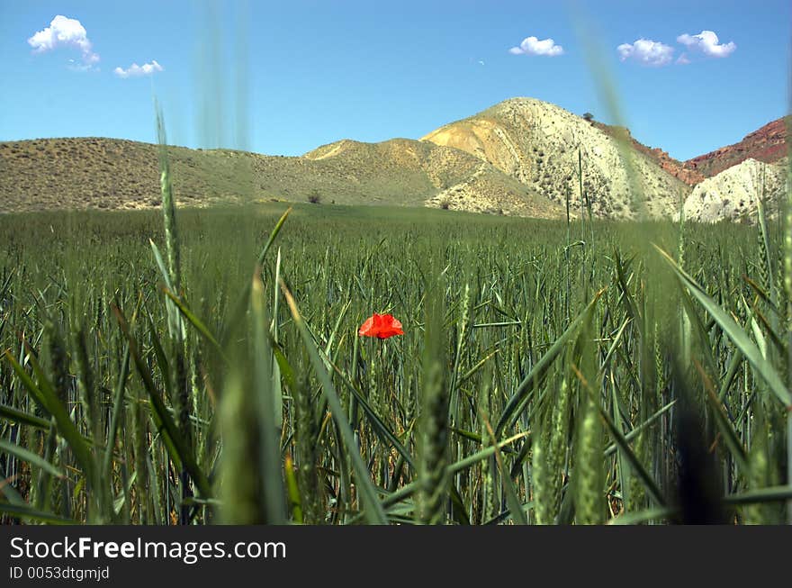 Alone Poppy