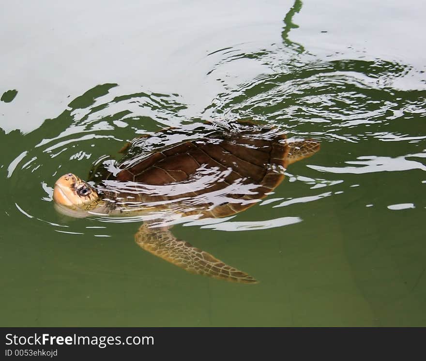 Hornbill turtle