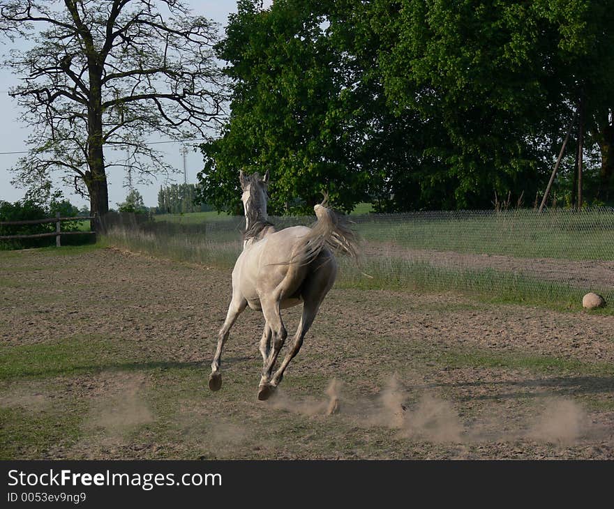 Arabian horse running