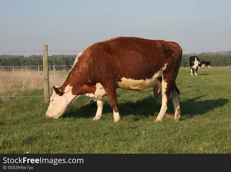 Brown cow