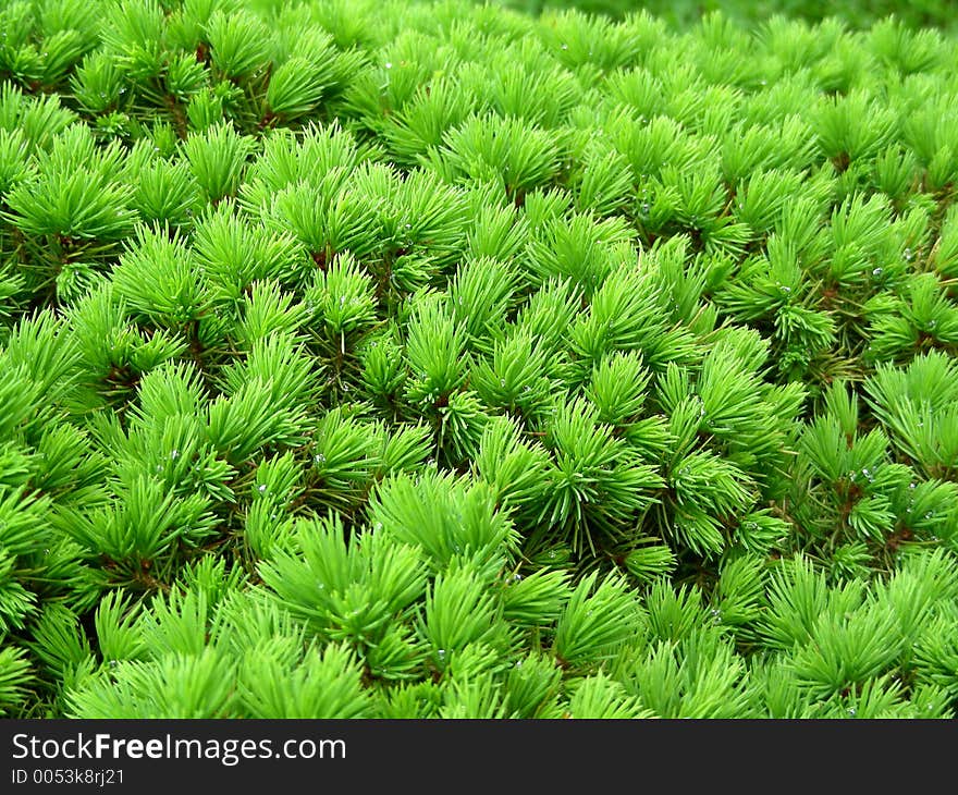 Growing fir