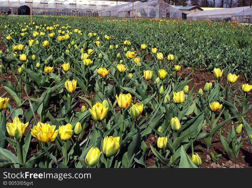 Tulips.