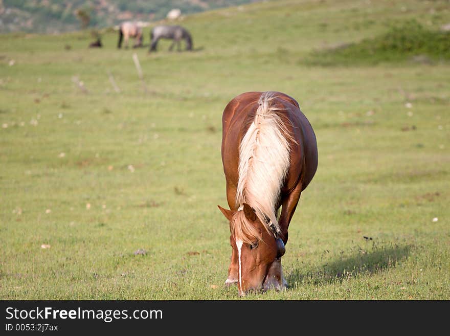 Calm day to the pasture