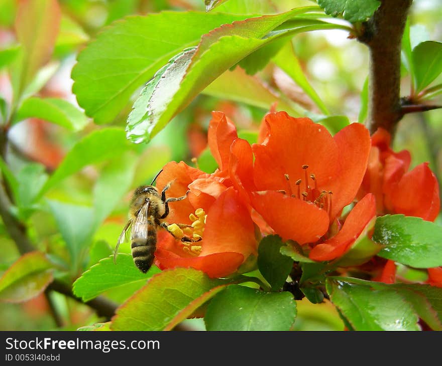 Flowering quince with bee