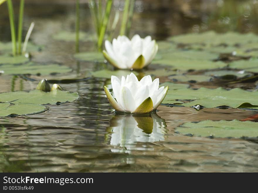 Waterlily reflections