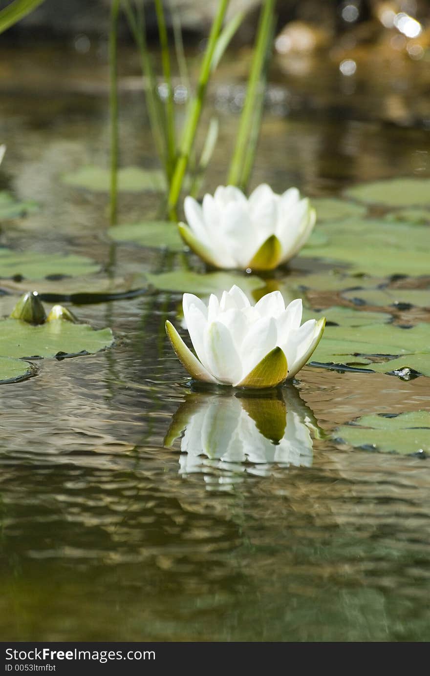 Waterlilies with reflection. Waterlilies with reflection