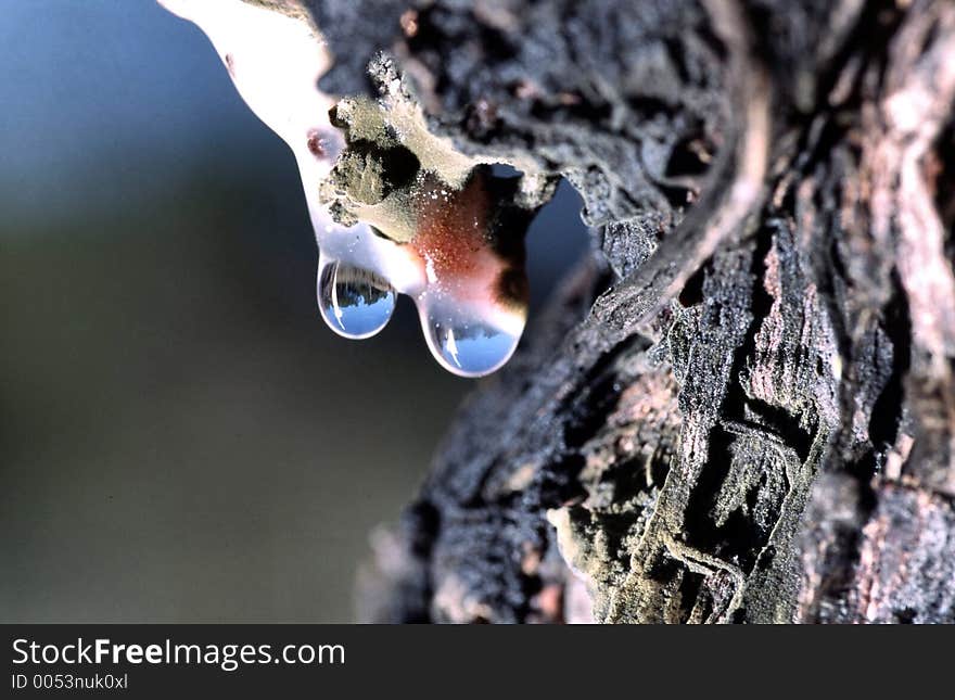 Weeping Vine