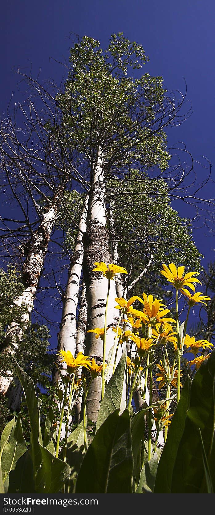 A sharp up angle to this show shows the Yellow flowers of Arrow Leaf Balsaroot Standing tall, but dwarfed by the California Quaky Aspen. A sharp up angle to this show shows the Yellow flowers of Arrow Leaf Balsaroot Standing tall, but dwarfed by the California Quaky Aspen.