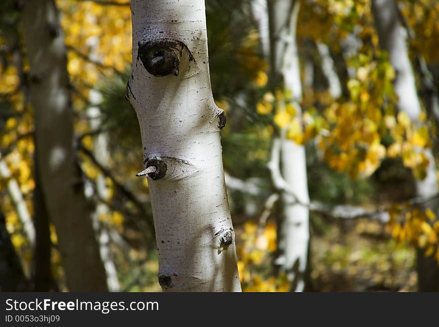 The detail of an aspen trees bark is shown with selective focus. The golden leaves of fall can be seen in the background. The detail of an aspen trees bark is shown with selective focus. The golden leaves of fall can be seen in the background