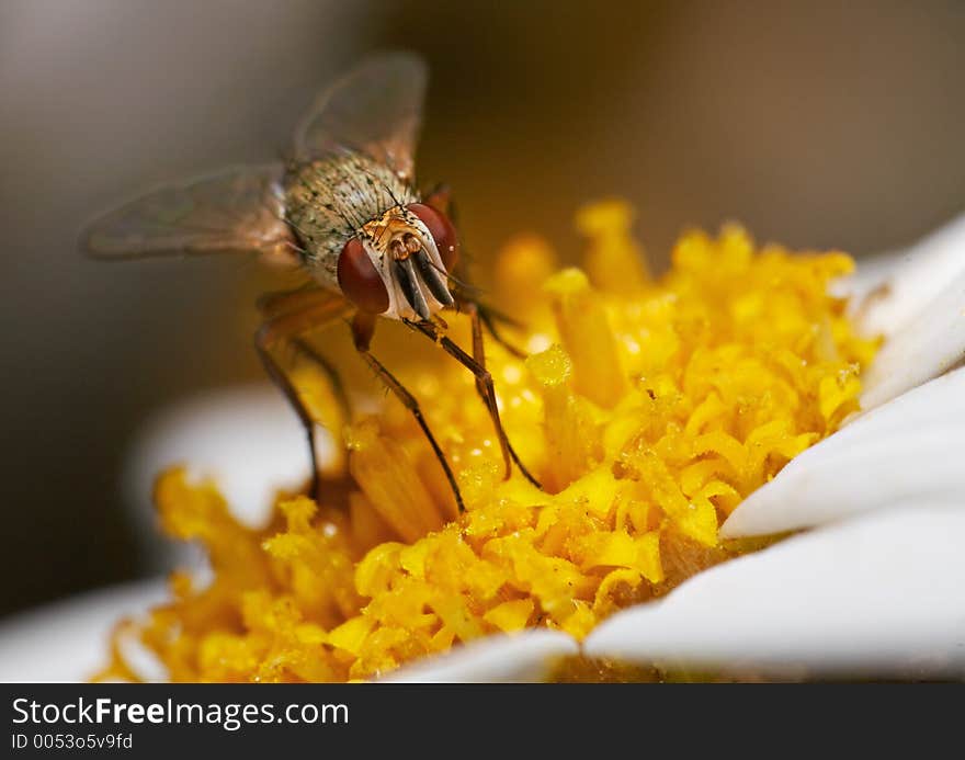 Fly over yellow flower. Fly over yellow flower