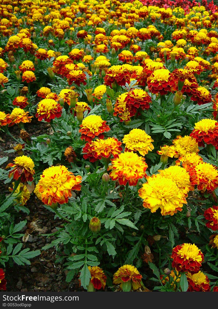 Sea of Yellow and Red Chrysanthemum