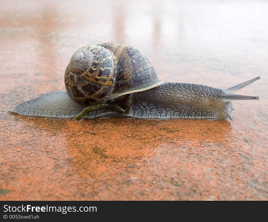 Snail in the rain