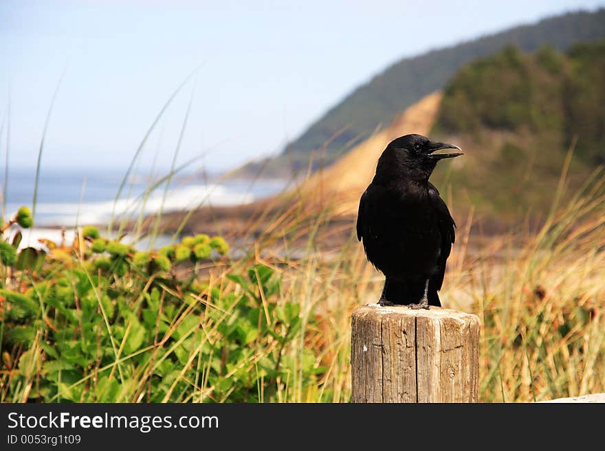 Crow at the Beach