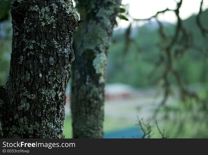 Moss and licken cling to the bark of an Oak tree. The composition lends itself to ad or text layout. The out of focus branches in the background make for in interesting abstract element. Moss and licken cling to the bark of an Oak tree. The composition lends itself to ad or text layout. The out of focus branches in the background make for in interesting abstract element.