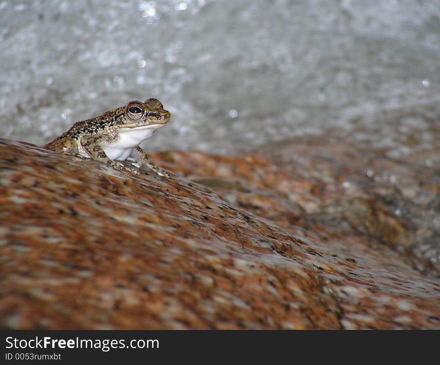 Waterfall  frog