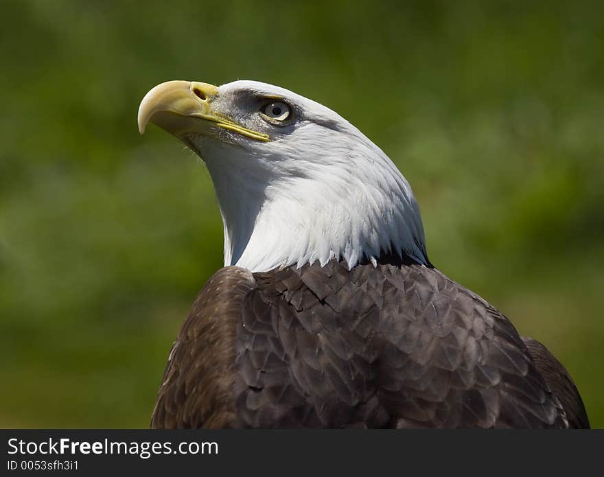 Bald Eagle (Haliaeetus leucocephalus) looks up into sky. Bald Eagle (Haliaeetus leucocephalus) looks up into sky