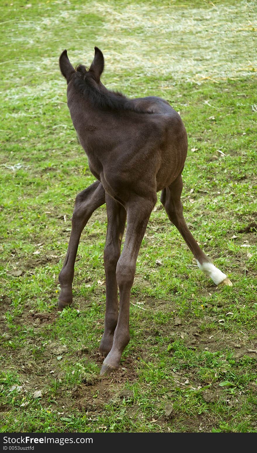 Arabian colt twists around to get at an itch. Arabian colt twists around to get at an itch