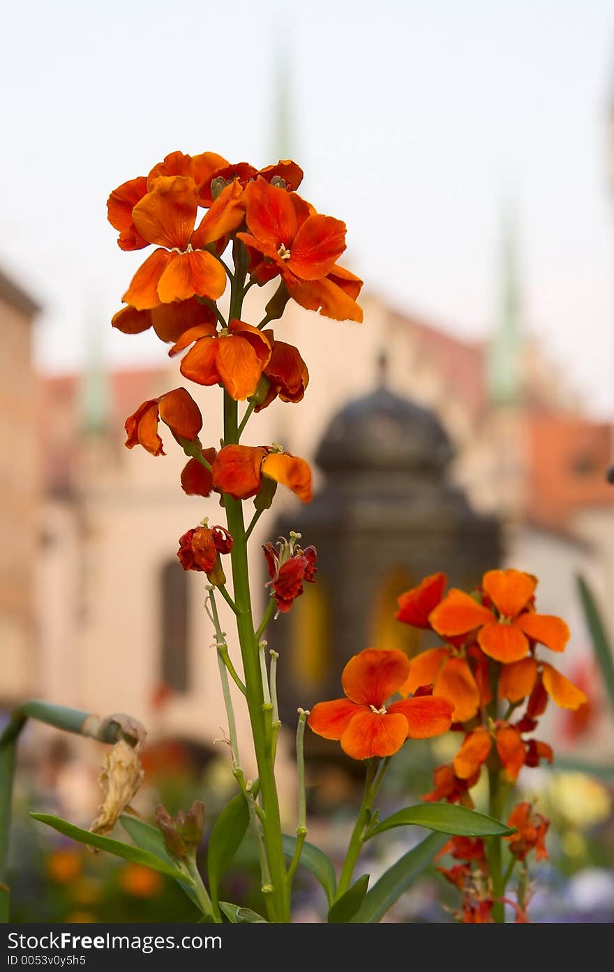 Red flowerwith a defocused background of altrathaus, Munich. Red flowerwith a defocused background of altrathaus, Munich