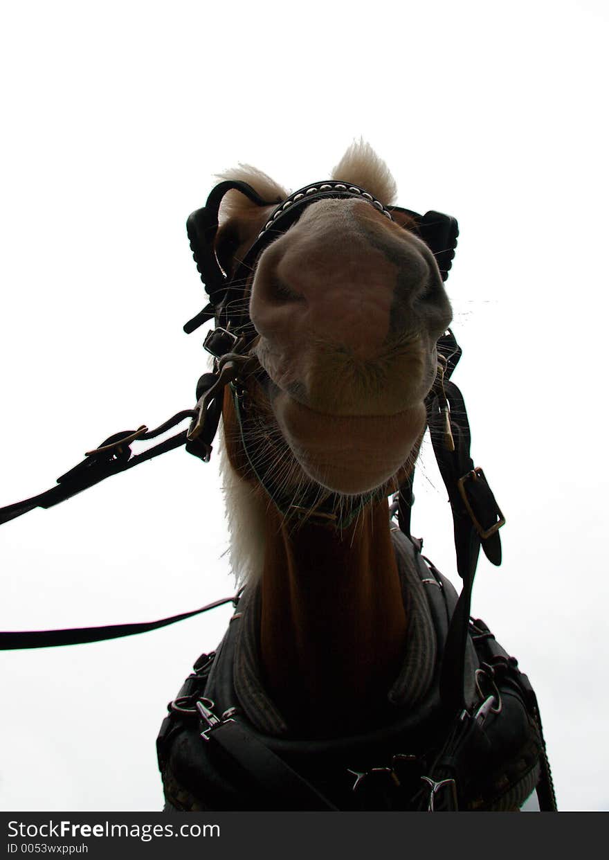 Horse's muzzle, view from underneath. Horse's muzzle, view from underneath