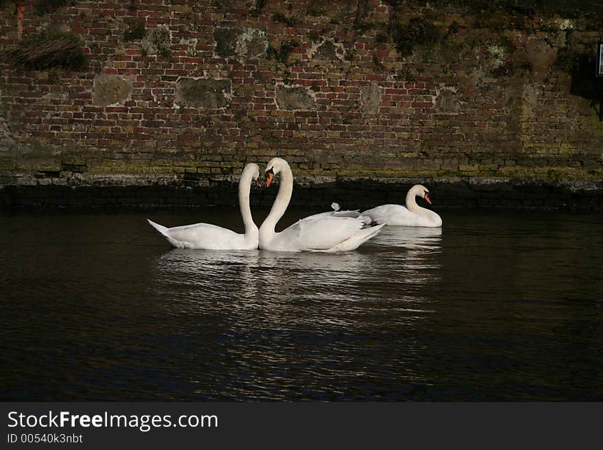 Kissing swans