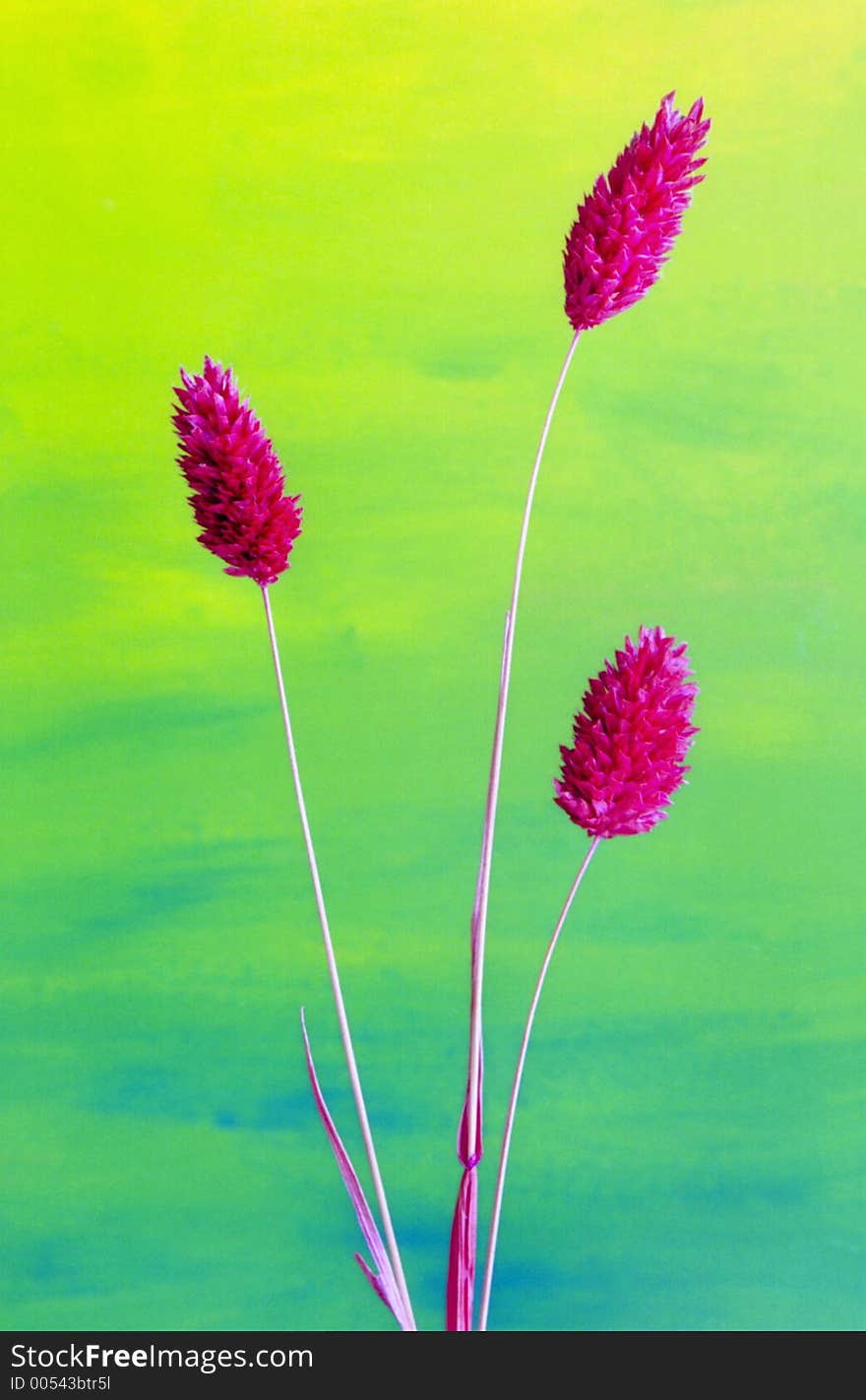 Three dried plants against a coloured background.