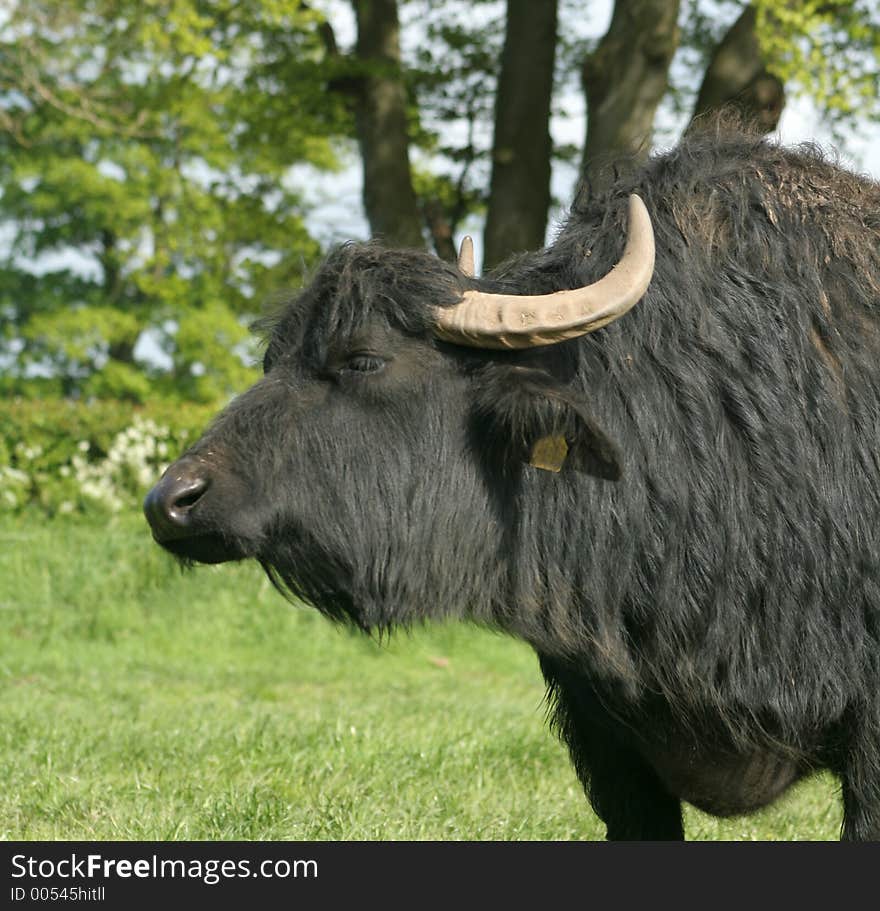 Sunbathing buffalo