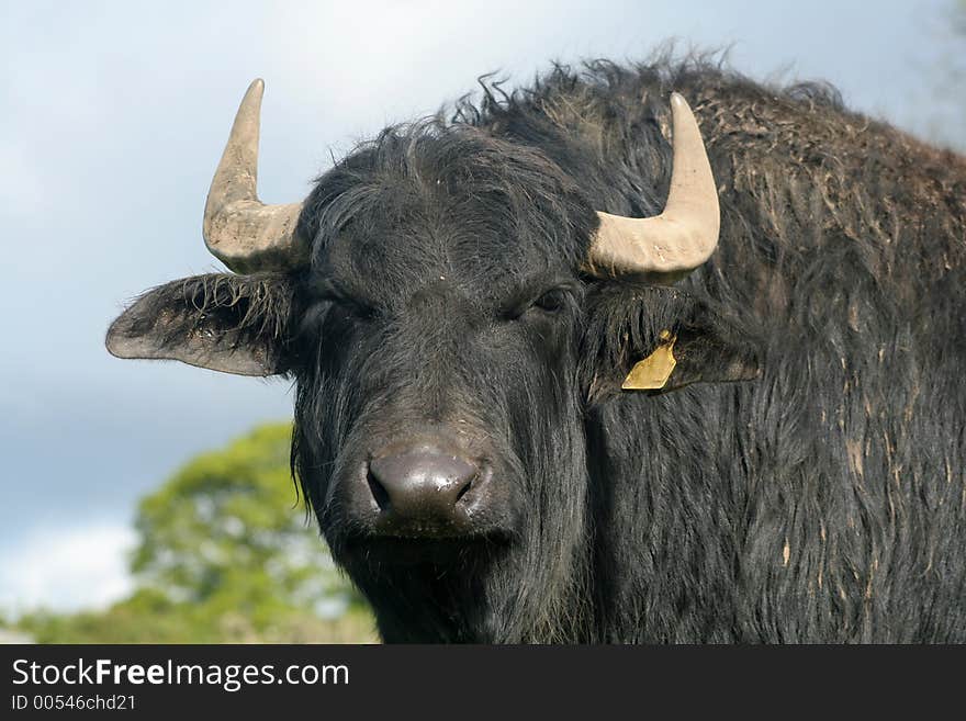 Blinking Buffalo