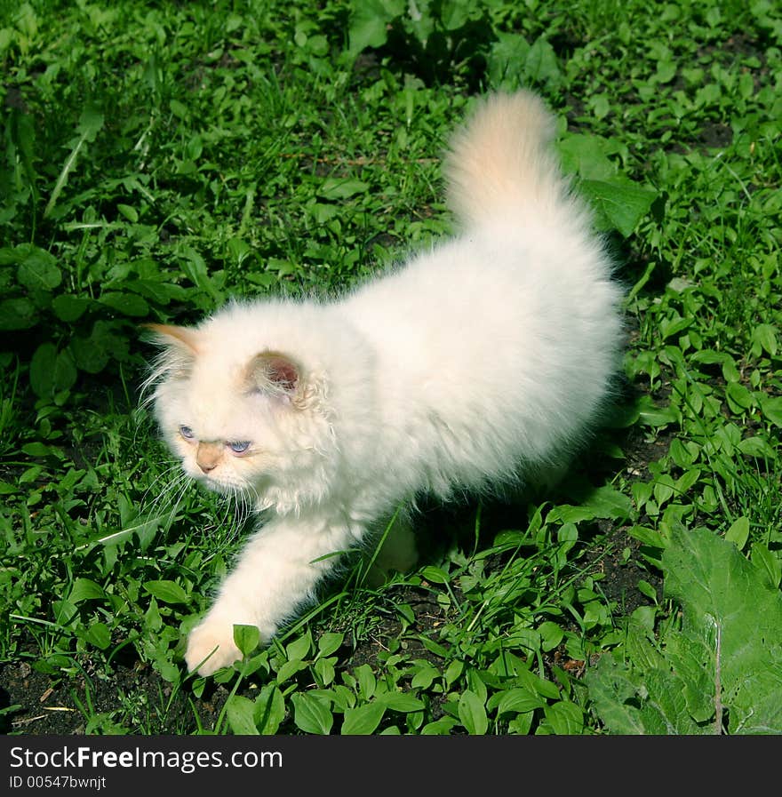 The cat goes for a walk on a court yard. The cat goes for a walk on a court yard