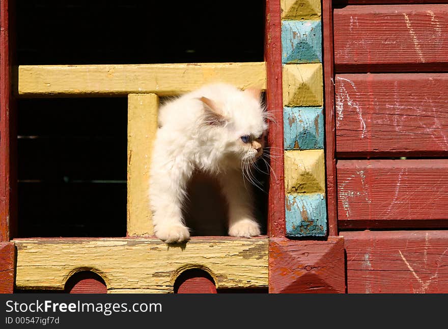 The cat looks out from a window of a toy house. The cat looks out from a window of a toy house