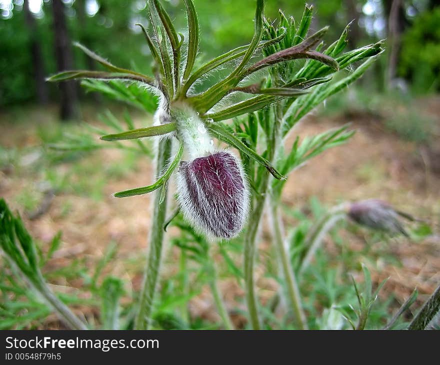 Wood flower.