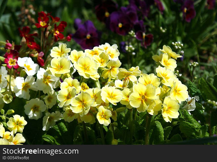 Primroses.