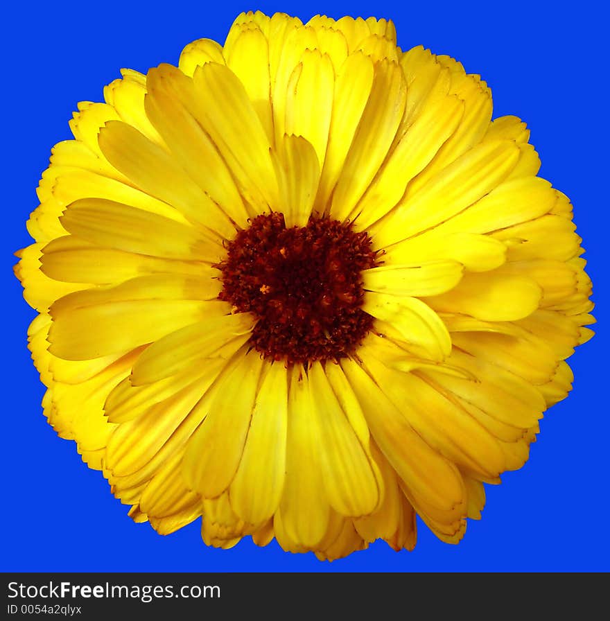 Yellow flower isolated over blue