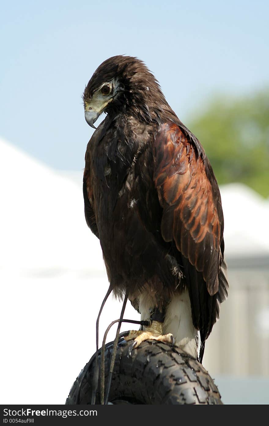 Falcon stands on a tyre perch at a show. Falcon stands on a tyre perch at a show