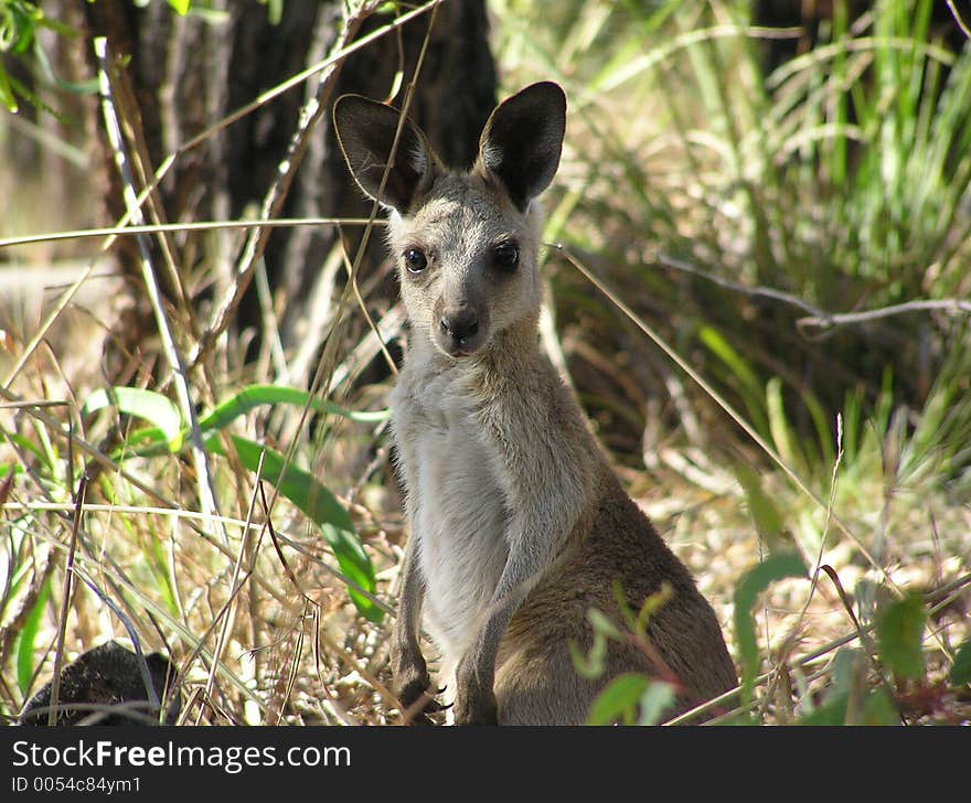 Joey leaping around his mother in a pure zest of life. Suddenly he stopped watching us curiously.