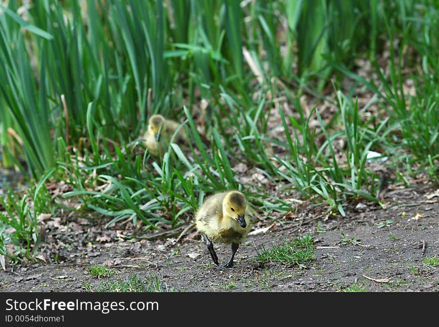 Two brave goslings adventure on to dry land