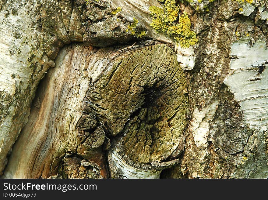 Silver birch bark texture detail