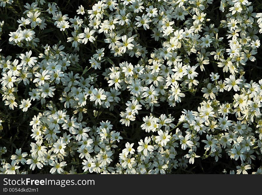 Small White Flowers