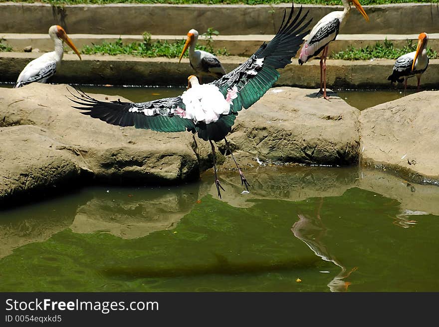 Bird landing at pond. Bird landing at pond