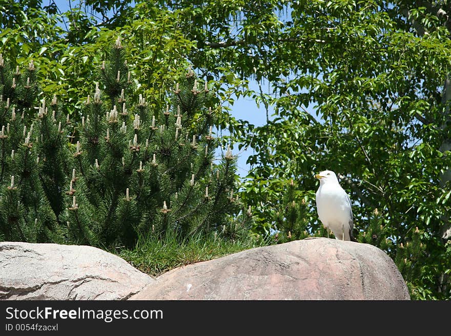 Sea gull on a rocky cliff. Space for copy/text. Sea gull on a rocky cliff. Space for copy/text.