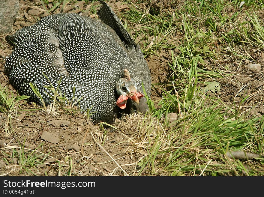 Guinea Hen