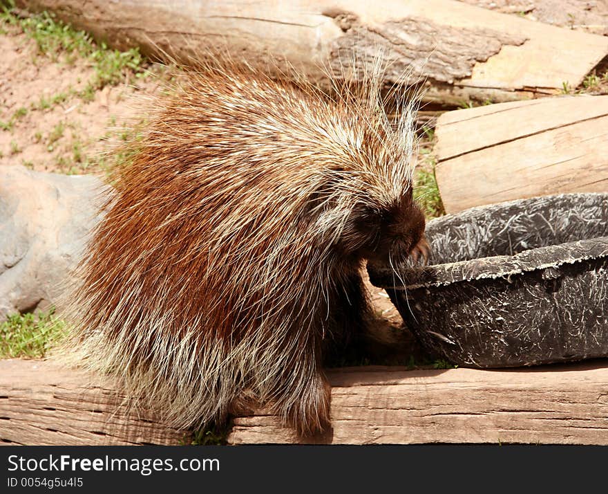 Porcupine