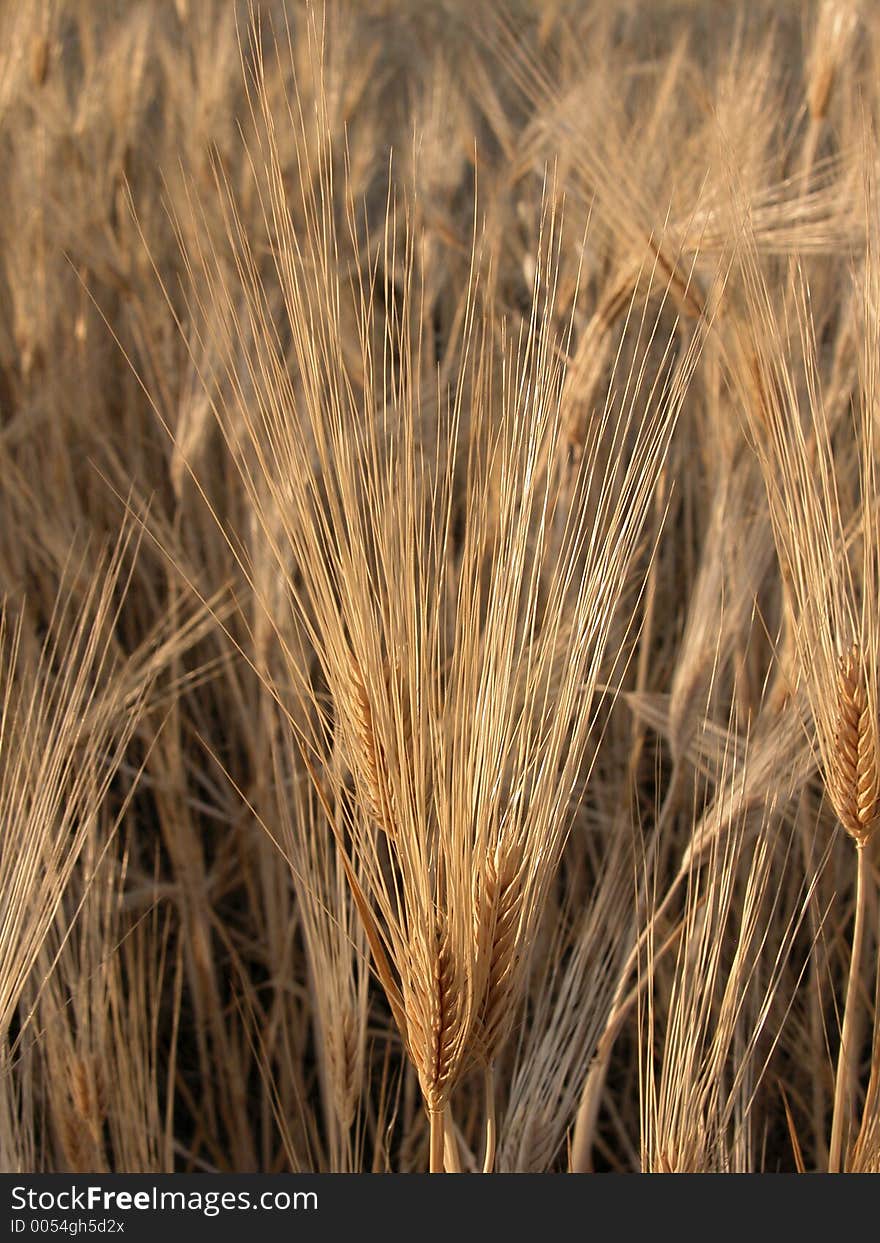 Barley field