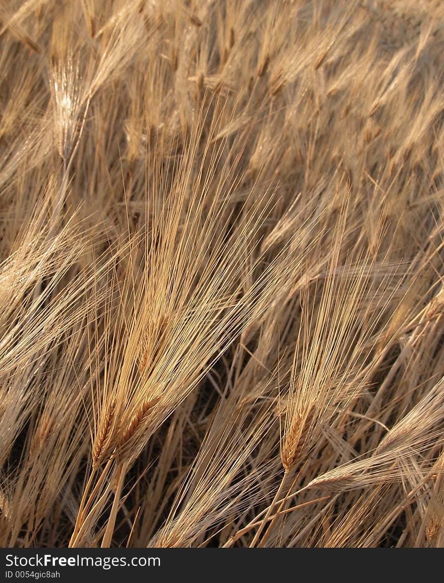 Barley Field