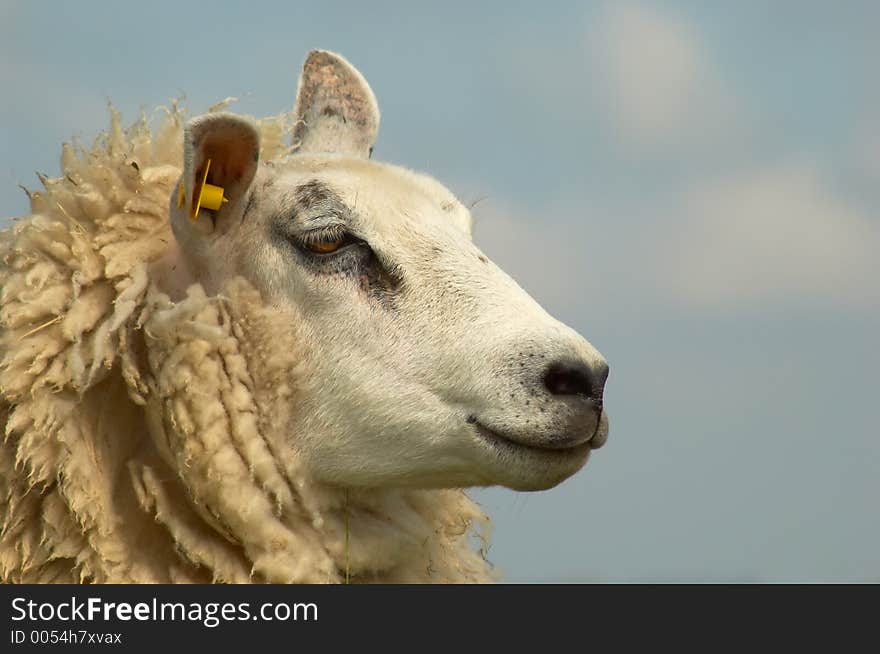 Sheep and clouds