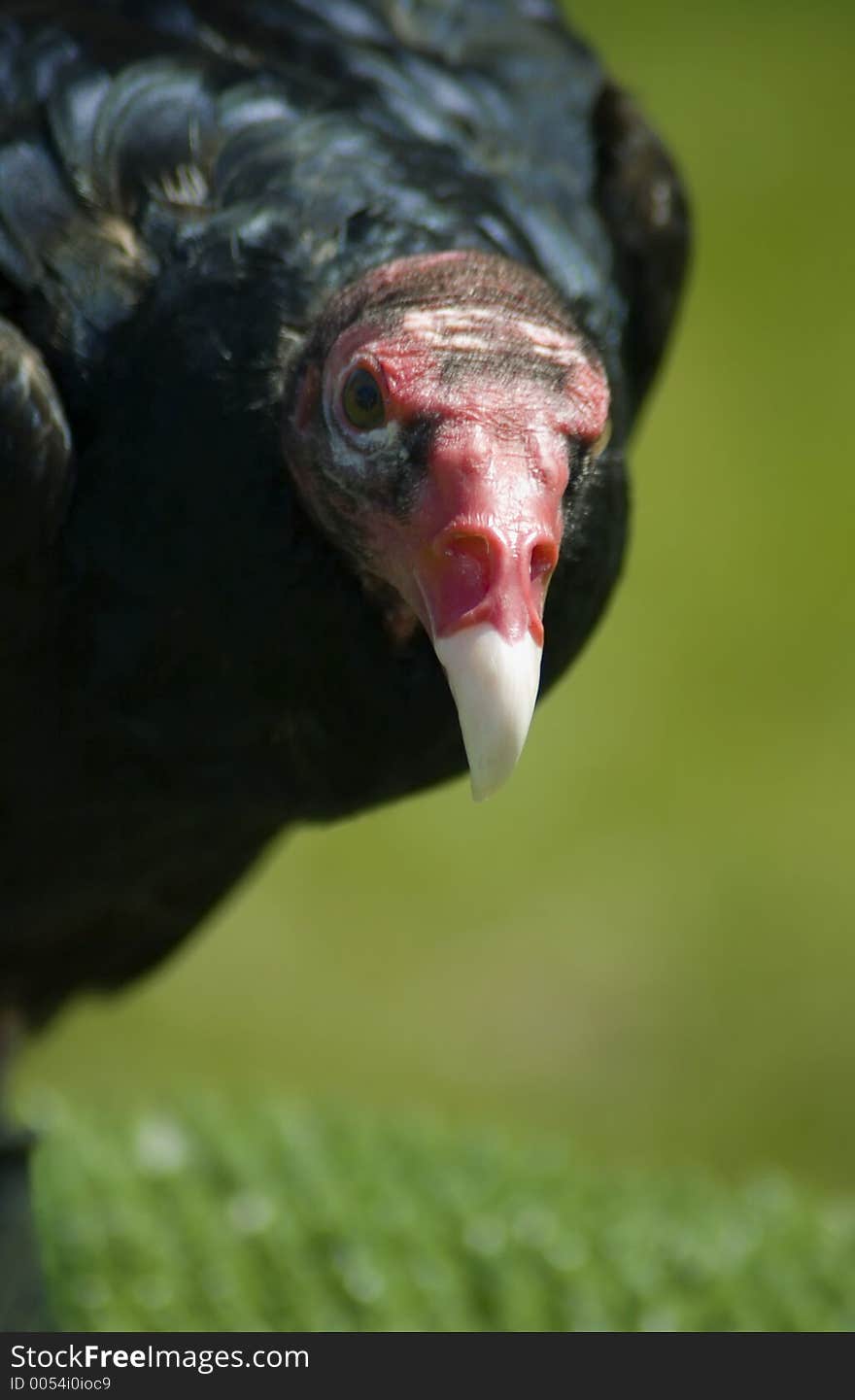 Turkey Vulture (Cathartes aura) stares at the viewer. Turkey Vulture (Cathartes aura) stares at the viewer