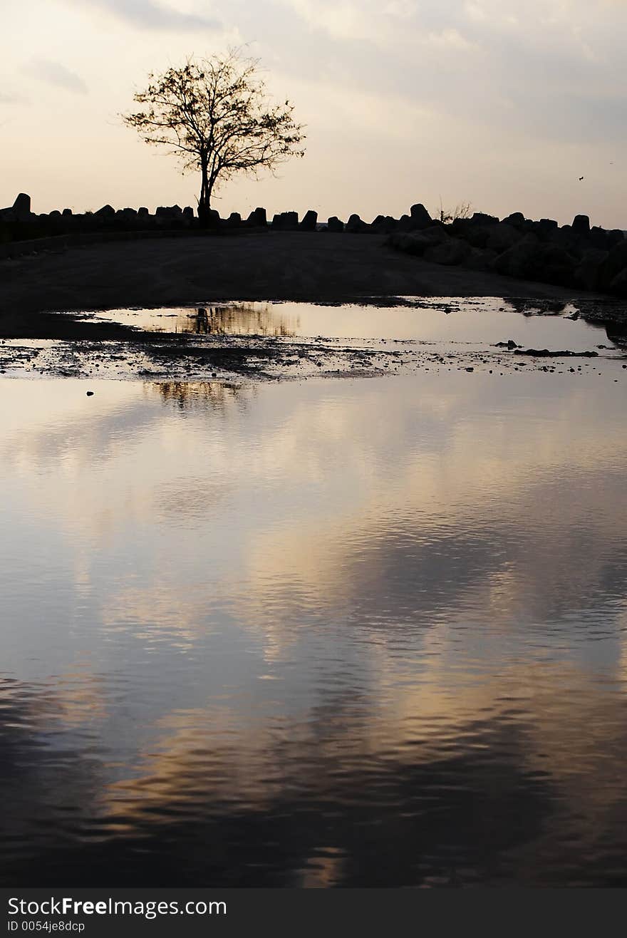 Silhuette of a Tree with nice morning clound relections. Silhuette of a Tree with nice morning clound relections.