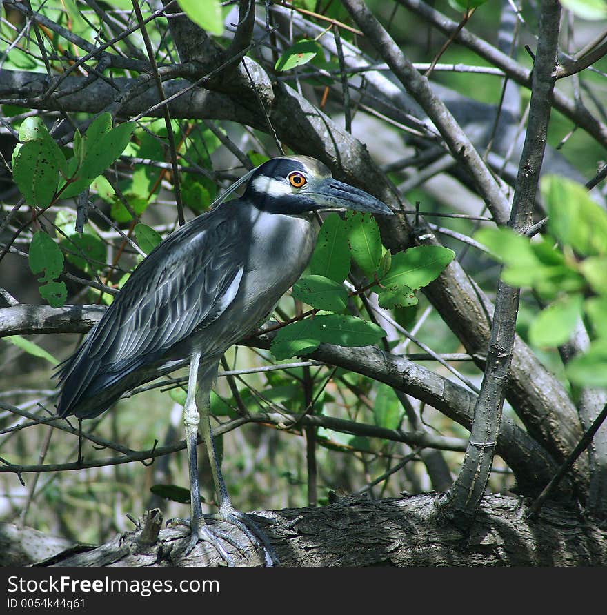 A Night Heron watches with its evil orange eye in a dark swamp in Nicaragua. A Night Heron watches with its evil orange eye in a dark swamp in Nicaragua.